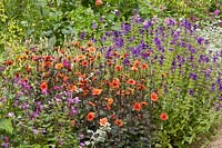 Bed with annuals and dahlias 