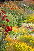 Bed with dahlias and annuals, Dahlia Bantling 