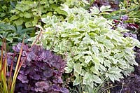 Perennials as ground cover 