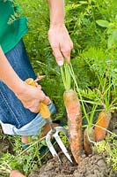 Harvesting carrots with a digging fork 