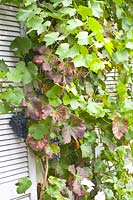 Vine at the house, Vitis vinifera Regent 
