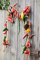 Garland with various chillies 