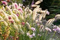 Fountain grass in late summer 