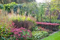 Autumn border with hedge of Photinia fraseri Red Robin 