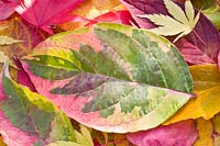Leaf of flowering dogwood GH Ford in autumn 