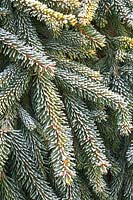 Weeping spruce in frost 