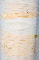 Bark of a birch 