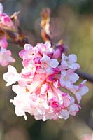 Portrait of the fragrant snowball flower, Viburnum bodnantense Charles Lamont 