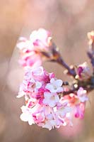 Portrait of the fragrant snowball flower, Viburnum bodnantense Charles Lamont 