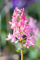 Portrait of Larkspur 