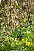 Garden with red currant, Ribes sanguineum 