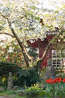 Asian garden with ornamental cherry 