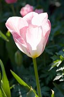 Portrait Tulip Flaming Purissima 