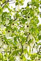 Portrait of flowering handkerchief tree 