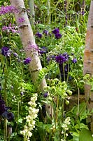 Bed under tree, Tellima grandiflora, Thalictrum Black Stockings, Matthiasella bupleuroides, Aquilegia Blue Barlow, Betula 