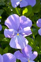 Portrait Viola Eastgrove Blue (perennial!) 