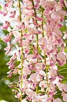 Portrait of pink-flowering wisteria 