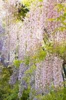 Portrait of pink-flowering wisteria 