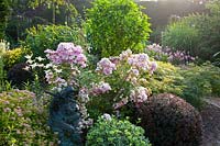 Combination of roses and shrubs, pink 