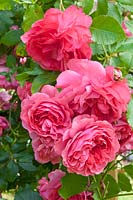 Portrait Rose Rosarium Uetersen 