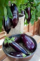 Eggplant in a pot 