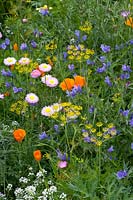 Flower meadow, beneficial insect meadow by Kiepenkerl 