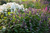 Phlox paniculata Fujiyama, Agastache rugosa 