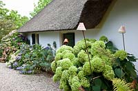 Hydrangeas on the house 