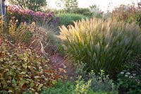 Bed with grasses and perennials 
