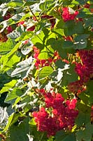 Red currant 