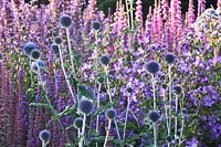 Globe thistle and loosestrife 
