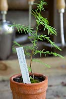 Young plant of the sequoia tree 