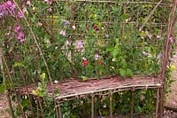 Willow bench with vetch, Lathyrus odoratus 