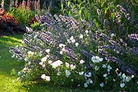 Catnip and Evening Primrose Siskiyou 