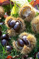 Portrait of sweet chestnuts, Castanea sativa Doree de Lyon 