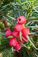 Seeds of the yew, Taxus media Hicksii 