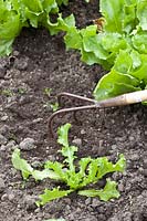 Weeding between vegetables 