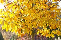 Autumn colouring of sweet chestnut, Castanea sativa Doree de Lyon 