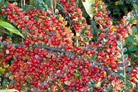 Portrait berries Cotoneaster, Cotoneaster horizontalis 