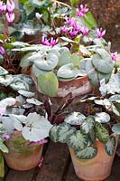 Garden cyclamen in pot 