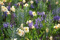 Combination of daffodils, fritillaries and hyacinths, Narcissus Irina's Choice, Fritillaria persica, Hyacinthus Anastasia 
