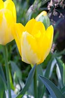 Tulips Yellow Purissima 