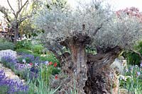 Mediterranean garden with olive tree 