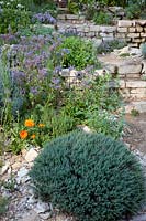 Mediterranean herb garden 