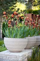 Iris 'Action Front' in pots 