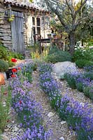 Garden with lavender 