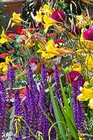 Daylily Corky and Sage Caradonna, Hemerocallis Corky, Salvia nemorosa Caradonna 