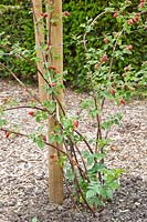 Raspberry canes on wire trellis 