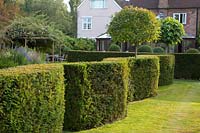 Hedge with wavy cut 