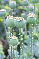 Seed capsule of opium poppy, Papaver somniferum 
